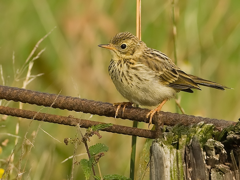 Anthus pratensis Graspieper Meadow Pipit